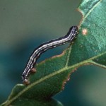 Cankerworm picture