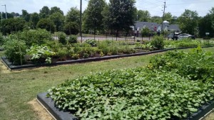 Cover photo for Getting Connected With Community Gardens