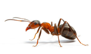 Cover photo for Fire Ants and Weeds! (2 Hours of Pesticide Credits)