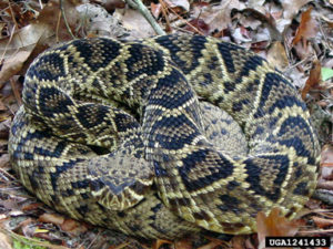 Image of an eastern diamondback rattlesnake