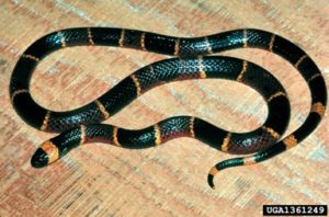 Image of a coral snake