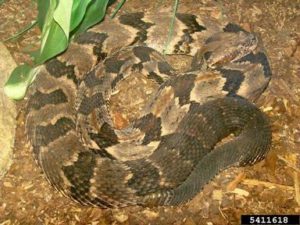 Image of a canebreak rattlesnake