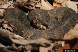 Image of a water moccasin