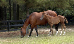 Mother and foal Horse grazing in field