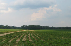 Cover photo for Present Use Value (PUV) Workshop