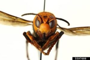 Asian Hornet Facial Recognition
