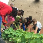 Kids Growing Vegetables in School Garden
