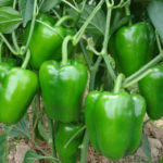 Green Peppers on Bush