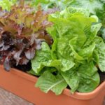 Red and Green Leaf Lettuce in Containers