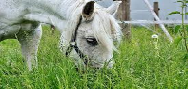 Horse Grazing Grass
