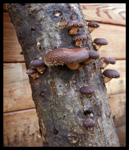 Cover photo for Shiitake Mushroom Workshop