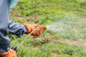Spraying pesticide