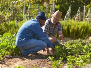 Cover photo for Extension Master Gardener Volunteer Course Offered Soon!