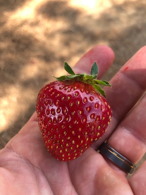 A hand holds a ripe red strawberry.