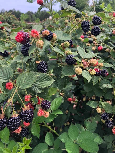 Blackberries in various stages of ripeness on a plant.