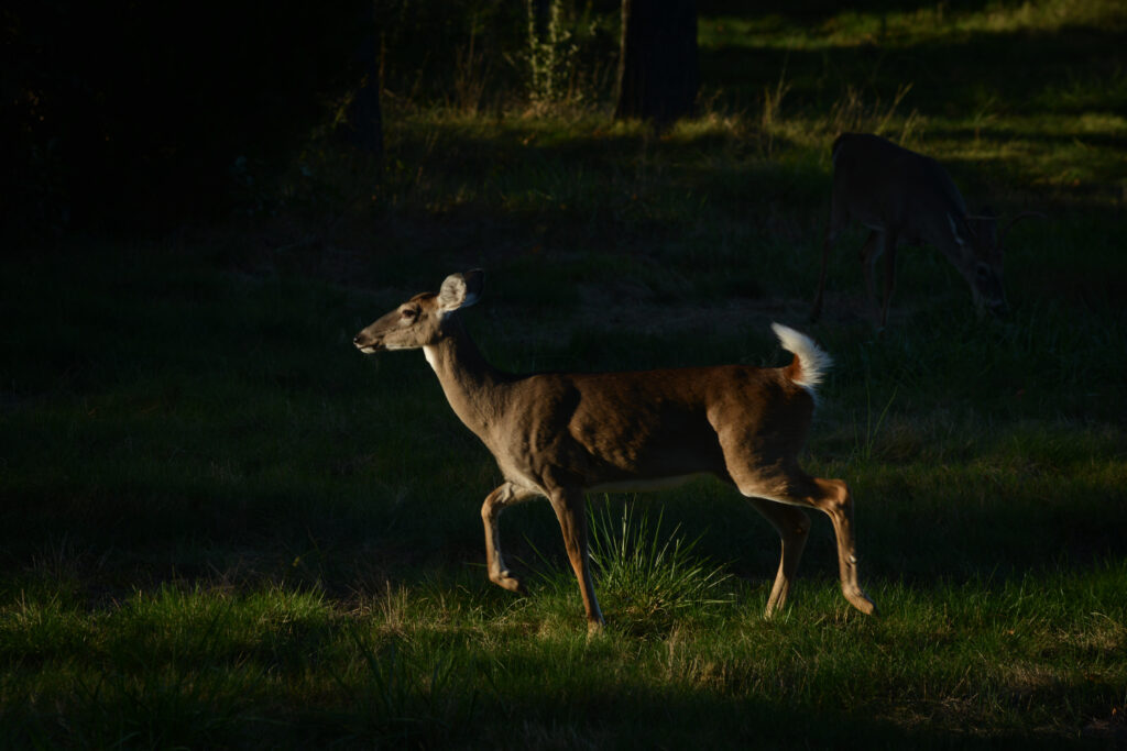 a deer in a field