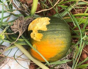 pumpkin fruit with deer damage