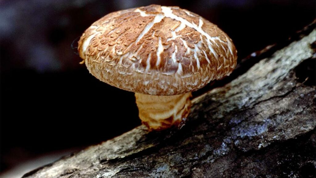 A shiitake mushroom growing on a log.