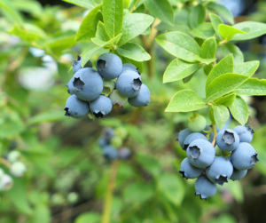 Blueberries grown on a bush.