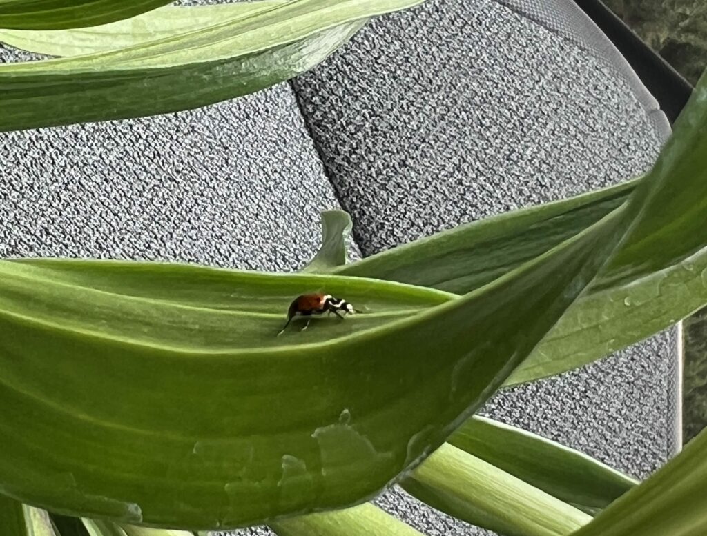 Lady beetle on green leaf