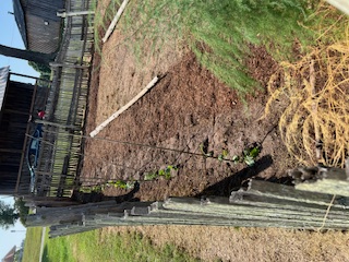 Luffa seedlings along fence line