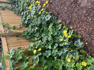 Luffa plants in flower growing on wood fence