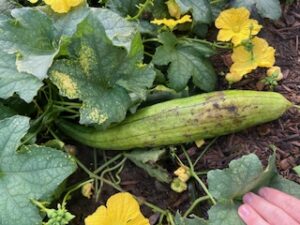 Luffa on the vine