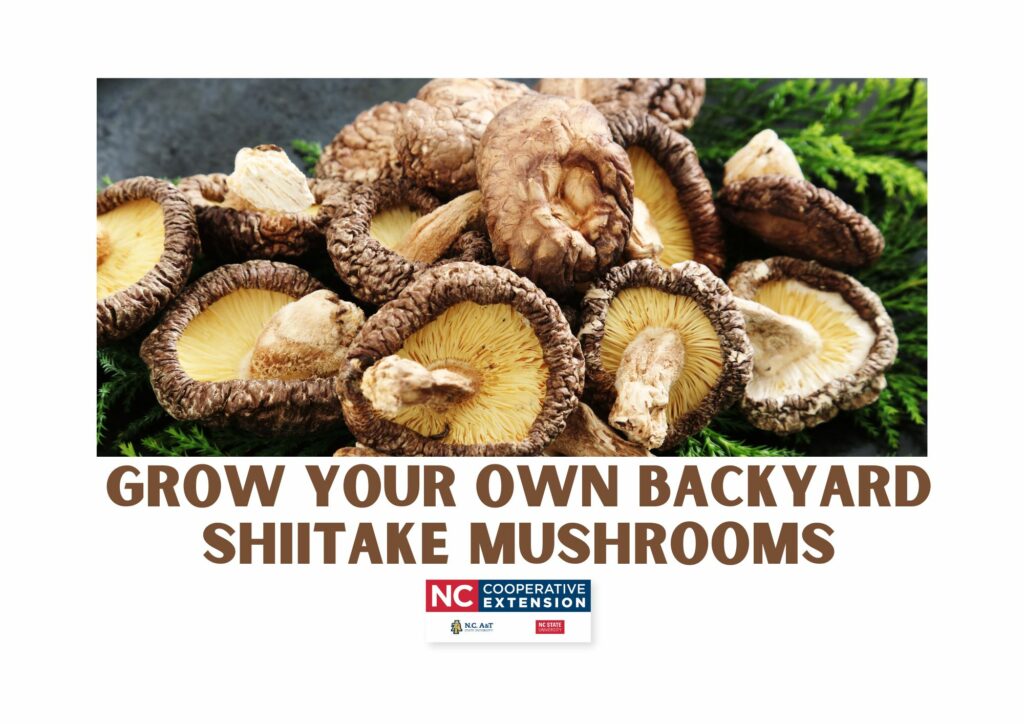 Shiitake Mushrooms