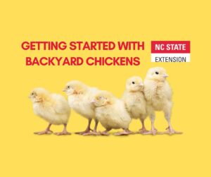 Cover photo for Getting Started With Backyard Chickens Webinar