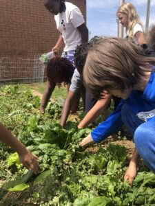 Youth Pulling Weeds From Garden Bed